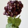 Hortensia Birdy