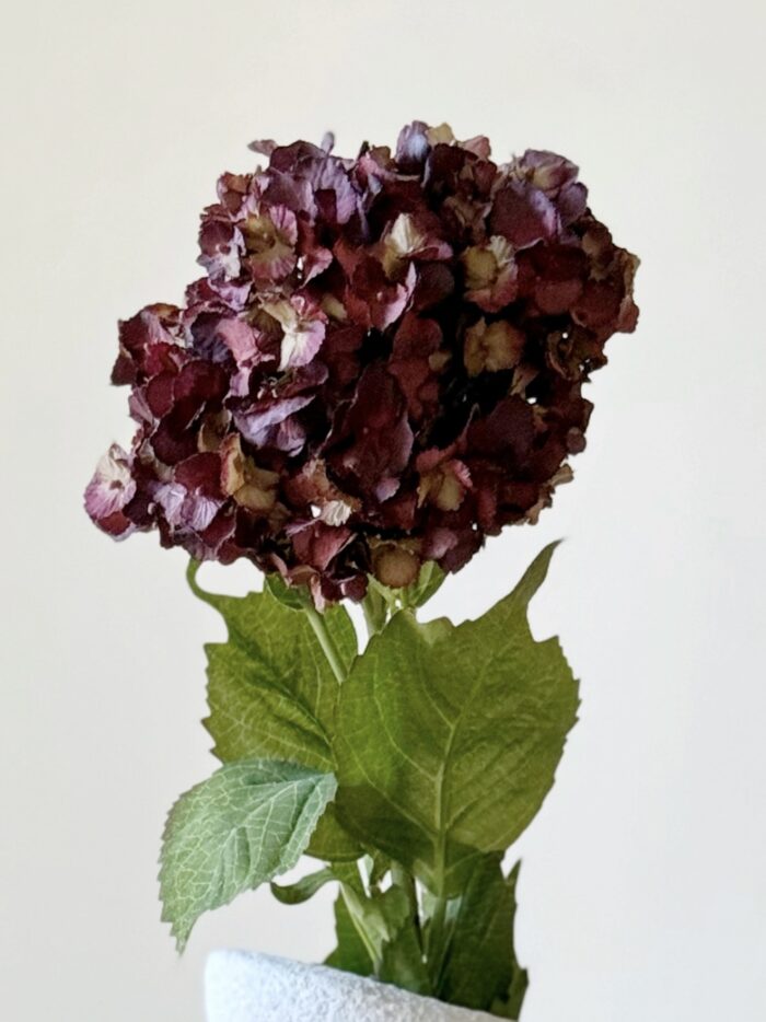 Hortensia Birdy