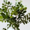 Beanleaf