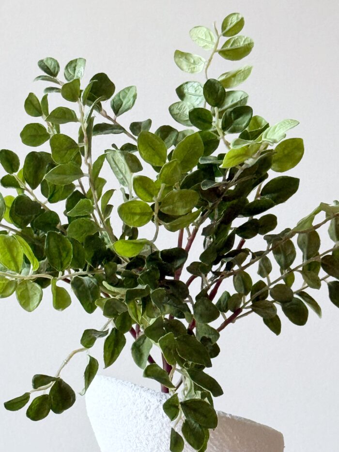 Beanleaf