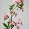 Plum Blossom
