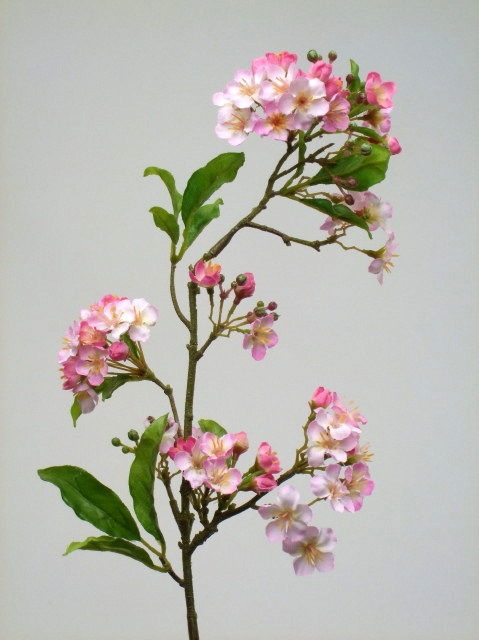 Plum Blossom
