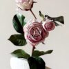 Rose Ecuadorian