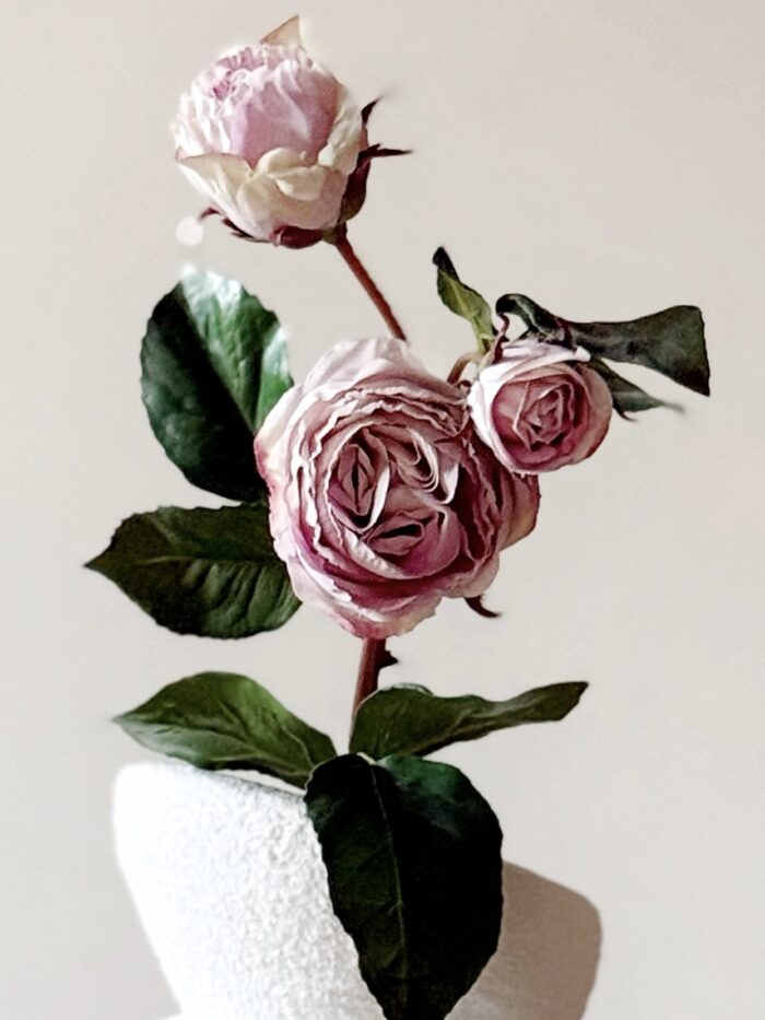 Rose Ecuadorian